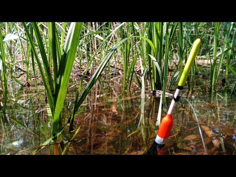 Видео: КАРПЫ МАШИНЫ ЛОМАЮТ УДОЧКИ