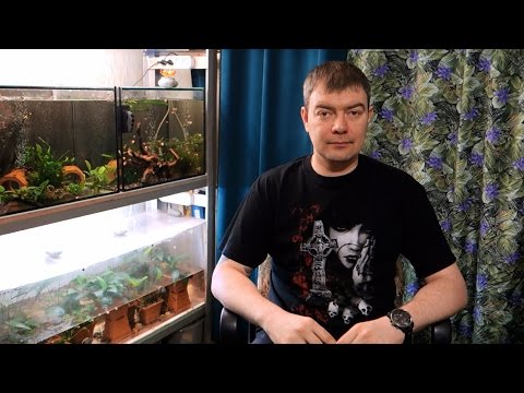 Видео: Как перевозить аквариумных рыбок и растения зимой?