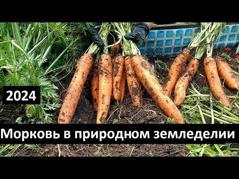 Видео: Морковь от А до Я в природном земледелии 2024 г.