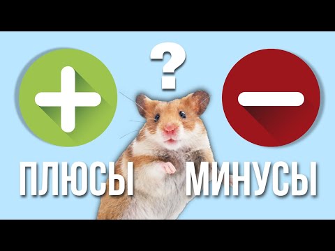 Видео: ВСЯ ПРАВДА О ХОМЯКАХ 🙊 || Плюсы и Минусы Содержания Хомяков 🐹 || Как Ухаживать за Хомяком 🌿❓️