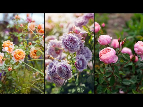 Видео: Квітування троянд Остіна, Масада, Кордеса. Невелика червнева екскурсія.