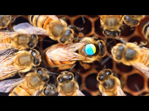 Видео: Удивительно! Осенний облет маток реален.