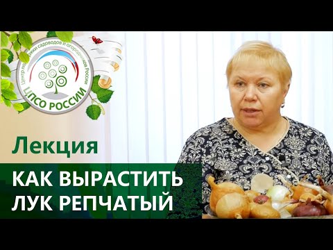 Видео: Выращивание репчатого лука.