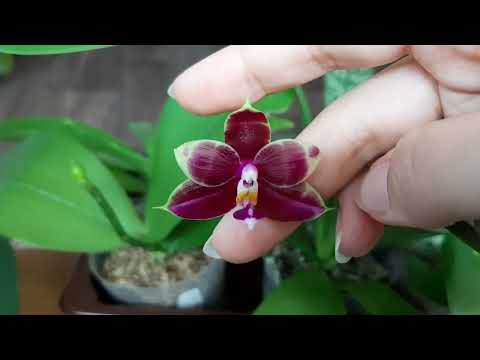 Видео: Цветущий июль 💛 мои орхидеи фаленопсисы и несколько новинок 😍