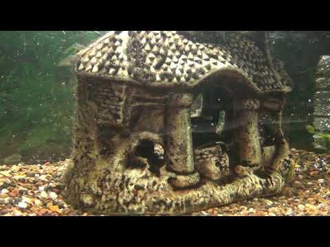 Видео: Акара бирюзовая, третья попытка развести, перенесли замок с икрой в отдельный аквариум!