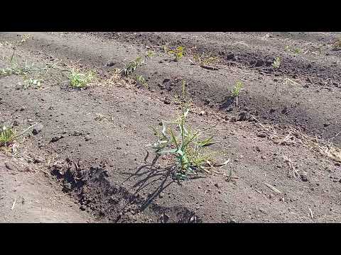 Видео: Новая для нас технология выращивания подсолнечника НЕ СОВЕТУЮ!