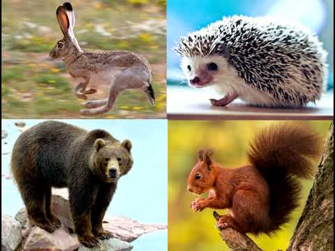 Видео: Жабайы аңдар 1. Дикие животные на казахском языке. Жабайы жануарлар. Уроки казахского языка. ИГО-ГО