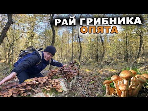 Видео: рай грибника собираем ОПЯТА в лесу