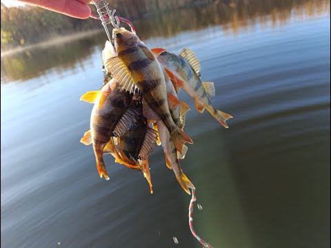 Видео: Те, кто любит ловить спортивного окуня вам сюда. Рыбак на окуня с лодкой. Осень 2025