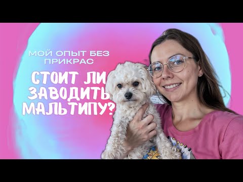 Видео: НЕ ЗАВОДИ МАЛЬТИПУ, пока не посмотришь это!