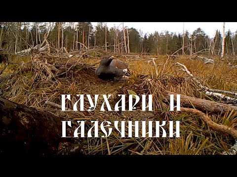 Видео: Глухари и галечники