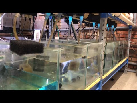 Видео: Инкубаторы для малька. Ферма аквариумных рыб plecoprim