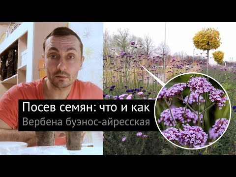 Видео: Посев семян: что и как. Вербена буэнос-айресская (Verbena bonariensis)