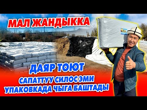 Видео: Мал ЖАНДЫККА ѳтѳ сапаттуу СИЛОС упаковкада чыга БАШТАДЫ ~ Сактоо МѲѲНѲТҮ узак турат ~ 1 кг. 10 сом