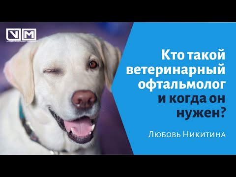 Видео: Кто такой ветеринарный офтальмолог и когда он нужен?