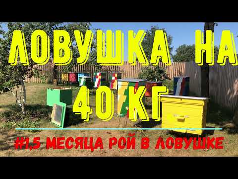 Видео: Рой прожил в ловушке не менее 1,5 месяцев и вес ловушки был не менее 40 кг. Пересаживаю его в улей.