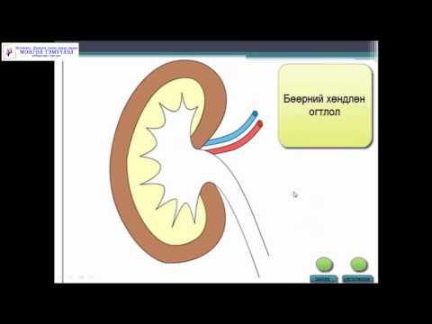 Видео: Монгол Тэмүүлэл сургууль, Биологи Бөөр