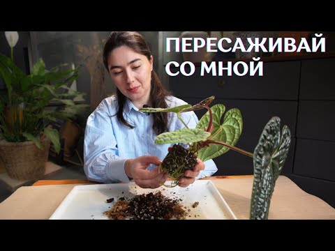 Видео: Пересадка РЕДКИХ АНТУРИУМОВ | как я ПЕРЕСАЖИВАЮ растения ЗИМОЙ