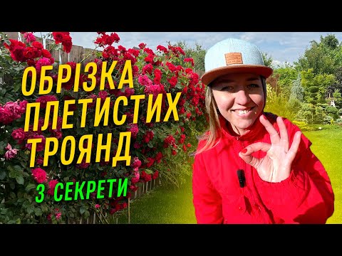 Видео: ОБРІЗКА ПЛЕТИСТИХ ТРОЯНД