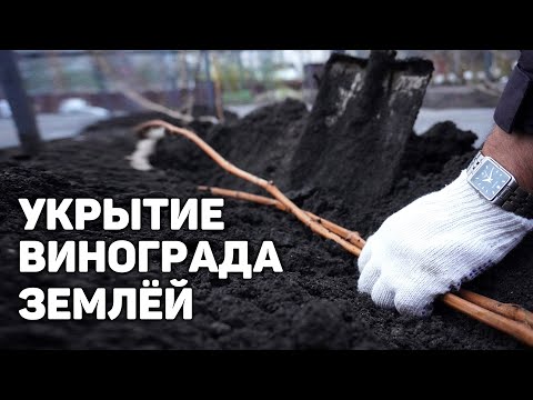 Видео: Укрытие кустов винограда на зиму землёй ❄️