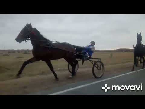 Видео: ваня пласто