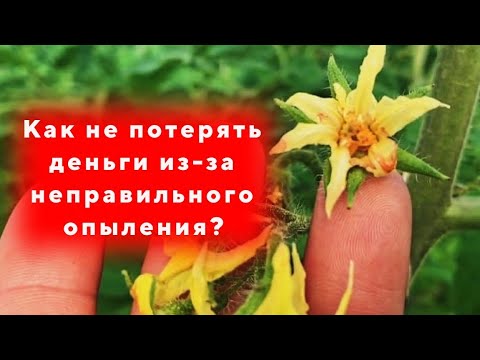 Видео: Опыление томатов(ручной метод)