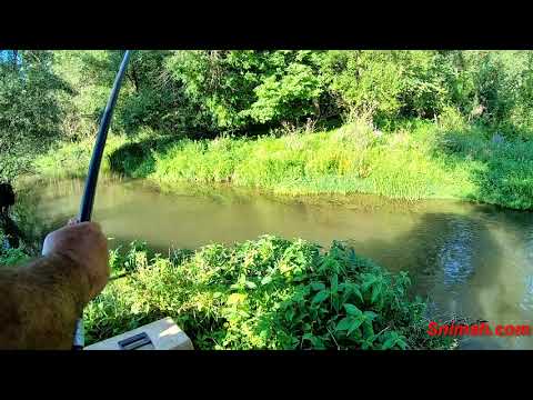 Видео: Риболов на река Въртешница край село Власатица