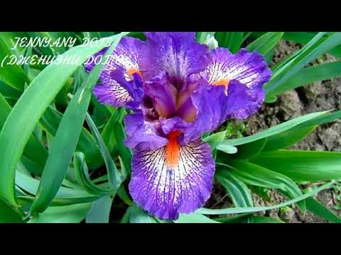 Видео: КАРЛИКОВЫЕ ИРИСЫ ОБЗОР СОРТОВ .