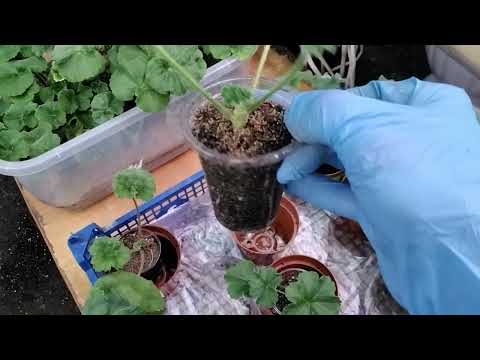 Видео: #321.Дорогущий черенок пеларгонии (30000р)УКОРЕНИЛСЯ!Укоренение черенков за 10дней в песке!