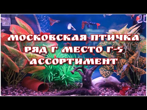Видео: ПТИЧИЙ РЫНОК, г. Москва / Ряд Г. Павильон Г-5 / Ассортимент рыбок и кормов.