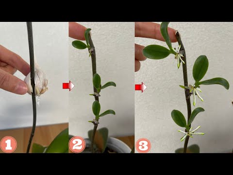 Видео: Невероятно! Знаете ли вы это! Ветка орхидей вырастила много маленьких орхидей