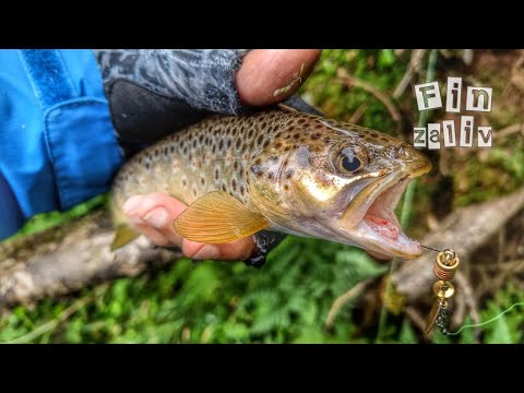 Видео: Ловля дикой форели и хариуса  на лесных реках Ленинградской области