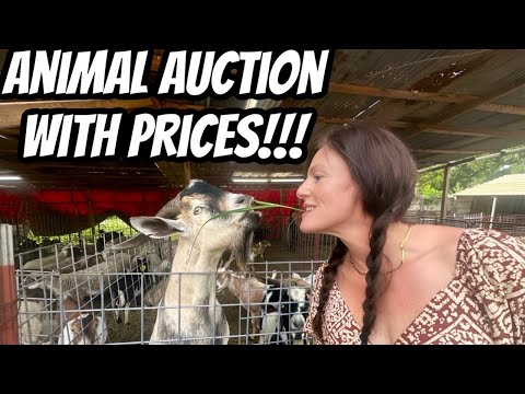 Видео: Невероятные цены на аукционе животных!