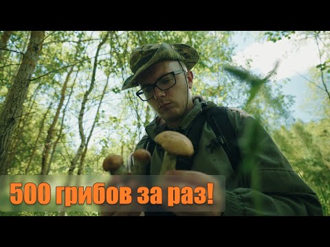 Видео: "За ДВА ЧАСА собрал 500 грибов!" // Белорус научился безошибочно определять суперурожайные поляны