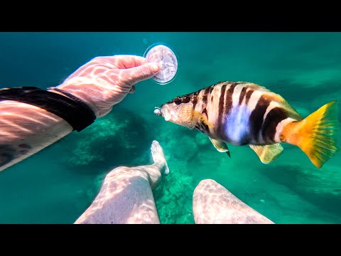 Видео: НАГЪЛ КРАДЕЦ на устието на Струма. ЛОВЯ по НЕСТАНДАРТЕН НАЧИН! Риболов на лефер и мурмура.