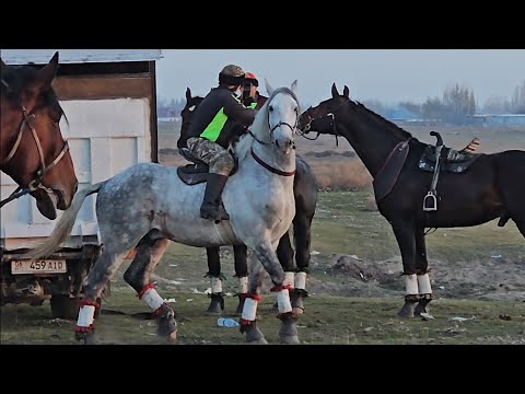 Видео: Бишкекте улак башталды/ Чоң Алай районунун ынтымак улагы 1- бөлүм. 