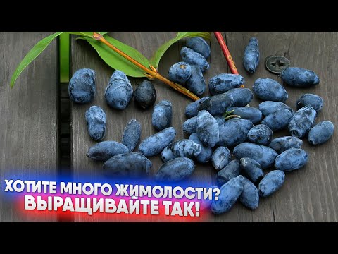 Видео: Хотите много жимолости? Выращивайте так!