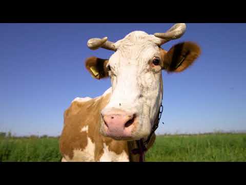 Видео: Жүгөрү силосун даярдоо