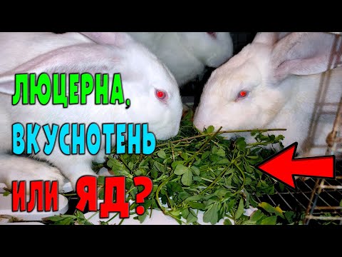 Видео: Люцерна, польза или вред