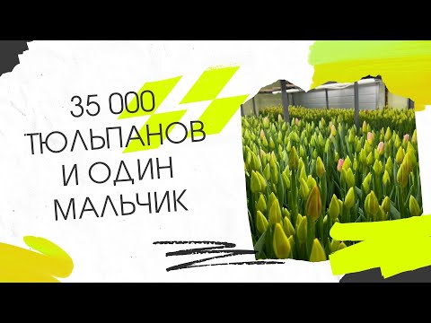 Видео: 35 000 тюльпанов и один мальчик