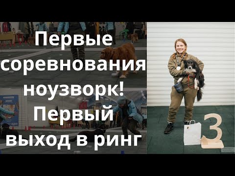 Видео: С чего начинать соревнования по ноузворку? Лабрадор, толлер и бордер колли на тестировании, Казань