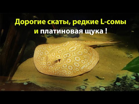 Видео: Дорогие скаты, редкие L-сомы и платиновая щука....