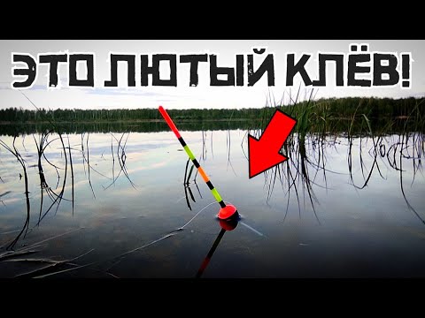 Видео: НАПОРОЛ РЫБЫ В НОВОМ МЕСТЕ! Закинул и КЛЮЕТ КРУПНОЕ! Рыбалка 2024