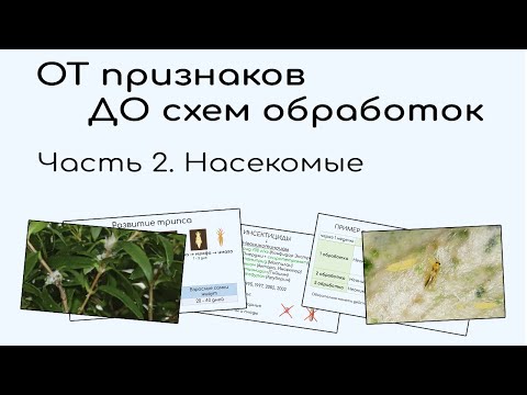 Видео: Мучнистый червец. Трипс. Белокрылка. Щитовка. Признаки. Разбор препаратов и схемы применения.