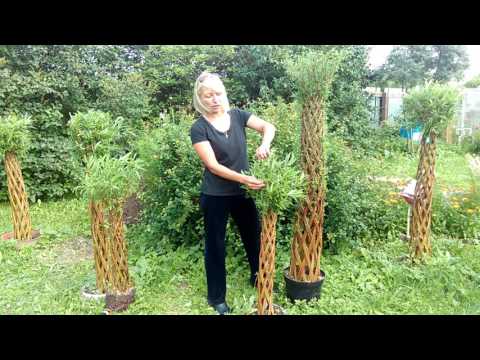 Видео: Уход за живыми плетеными деревьями - Часть 1