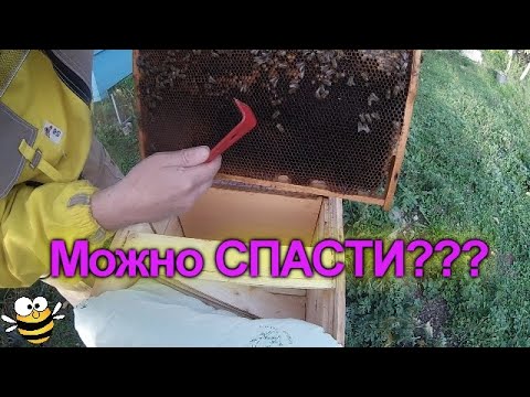 Видео: Как зимуют очень слабые пчелы??? #bee