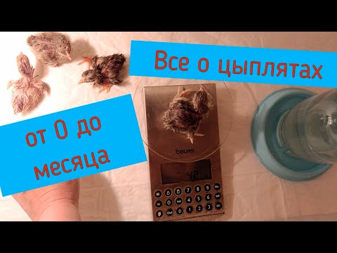 Видео: Как вырастить здоровых цыплят от 0 до месяца.Кормление, лечение ,подготовка брудера. Кохинхины