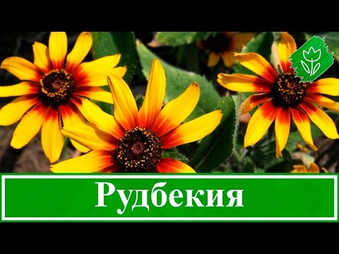 Видео: 🌻 Рудбекия – посадка и уход: выращивание рудбекии из семян; виды и сорта рудбекии