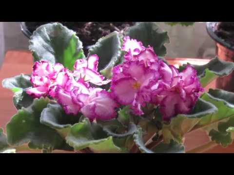 Видео: ЧЕМ ПОЛИТЬ ФИАЛКИ ДЛЯ КРАСОТЫ И ЗДОРОВЬЯ. ПРОВЕРЕНО !