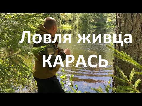Видео: Лёгкий способ ловли живца / ЛОВЛЯ КАРАСЯ